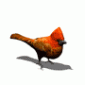 burung